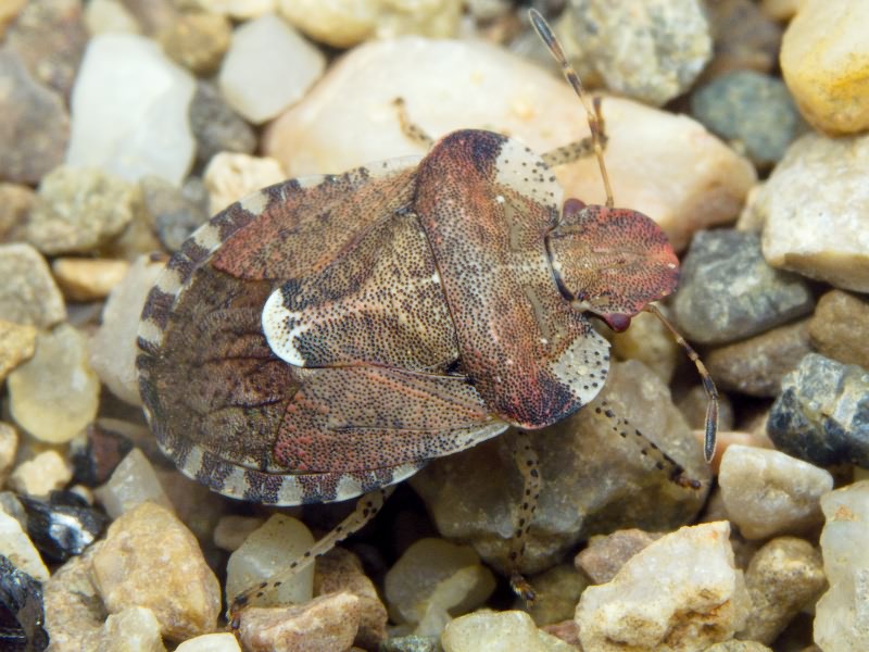 Dyroderes umbraculatus (Fabricius, 1775)